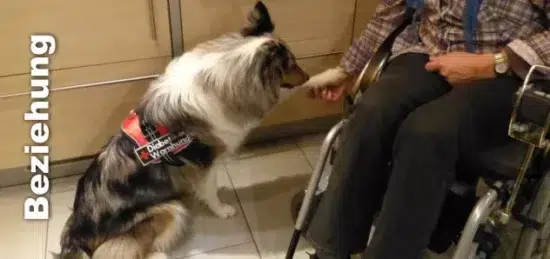 helfende-hunde-slider