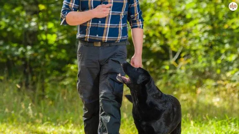 Hund aufmerksam zu Halter