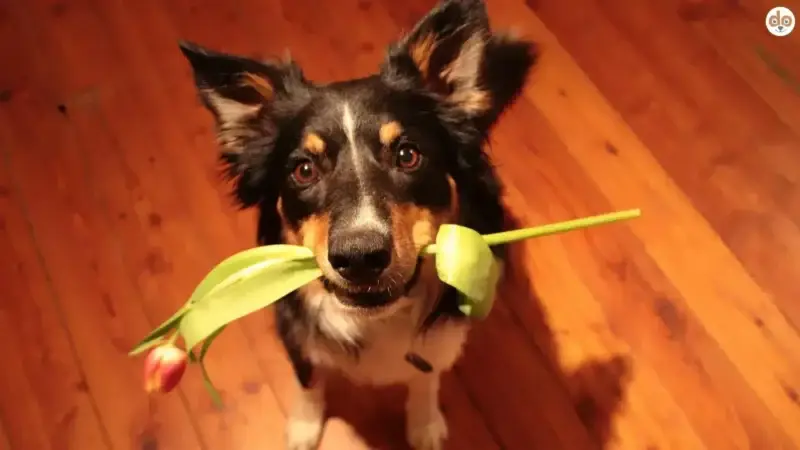 „Macht Dein Hund, was Du möchtest?“ – Ein Wegweiser zu besserer Kommunikation und Beziehung