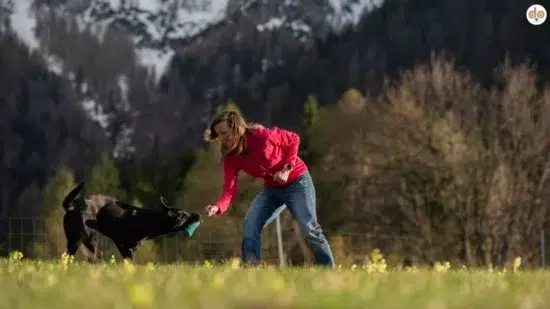 Hund bringt Dummy