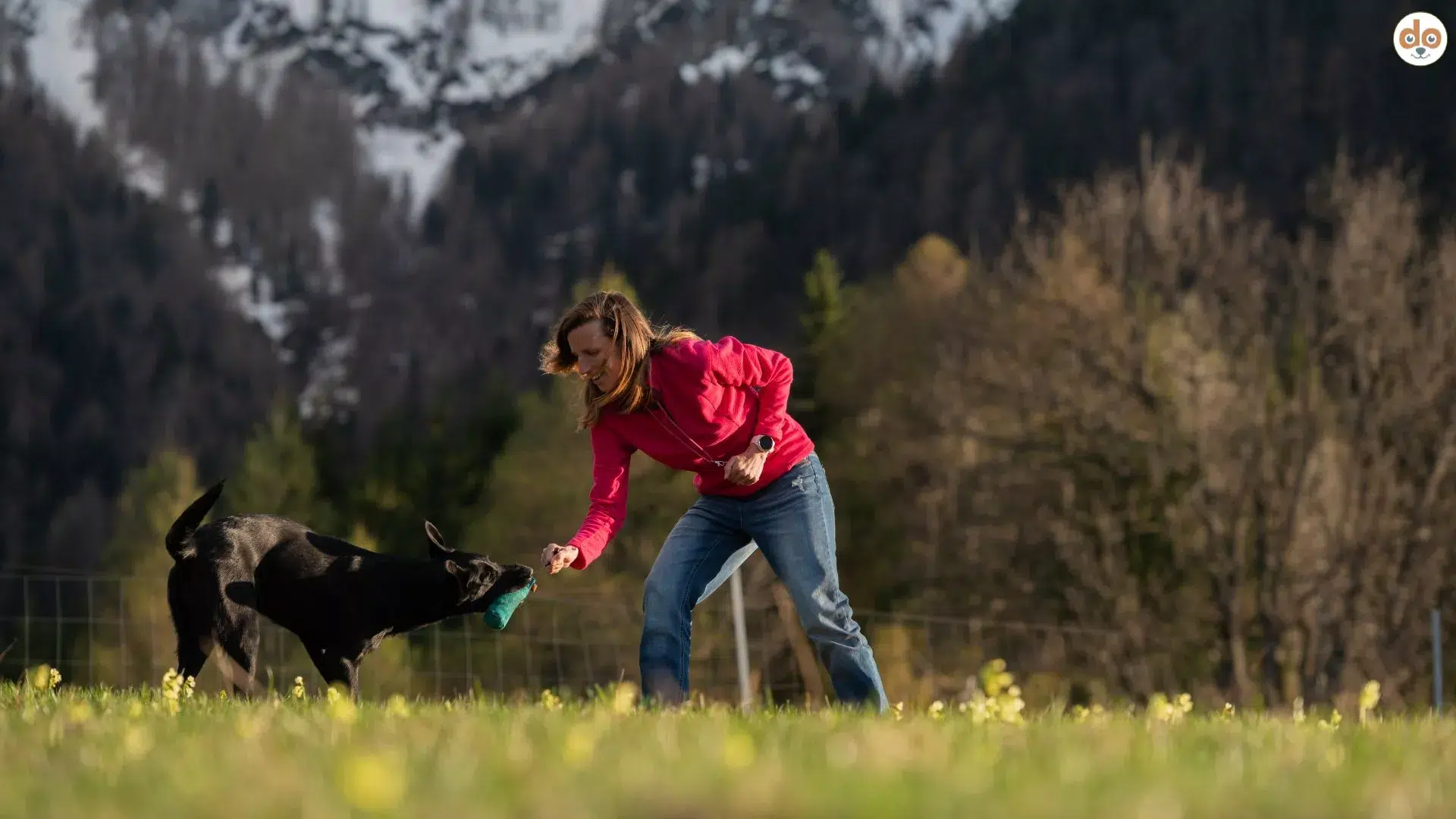 Hund bringt Dummy