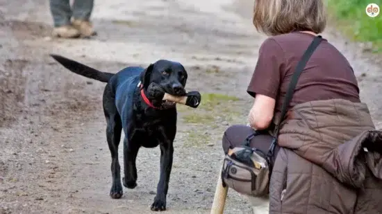 Hund bringt freudig Dummy