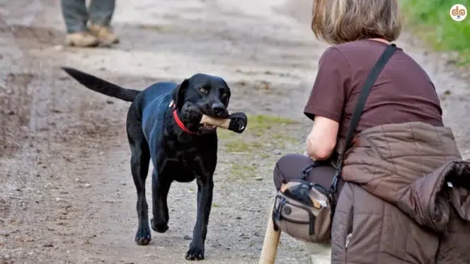 Hund bringt freudig Dummy