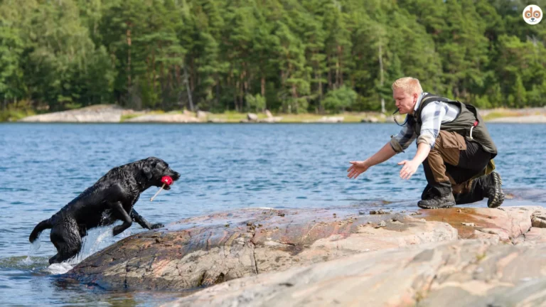 Hund bringt Dummy aus Wasser