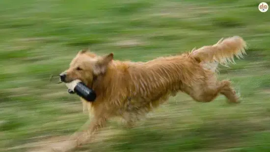 Hund rennt mit Dummy