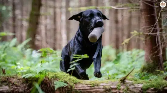 Hund rennt im Wald mit Dummy