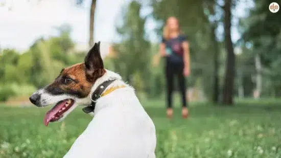 Hund schaut zurück