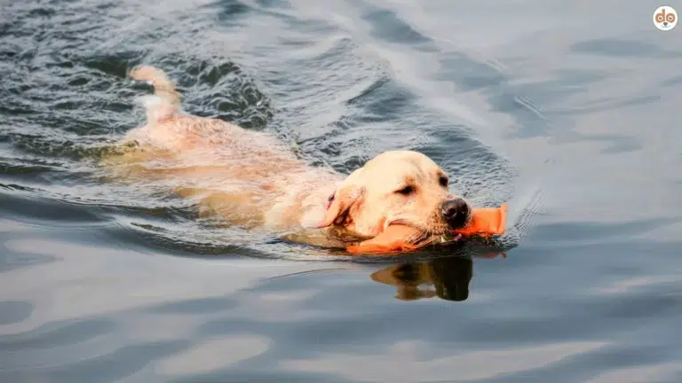 Hund schwimmt mit Dummy