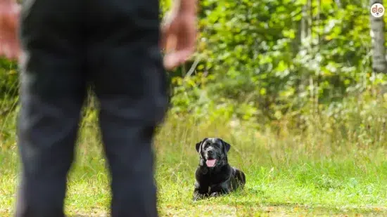 Hund wartet im Platz
