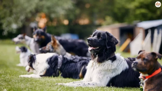 Hunde in Schule im Platz