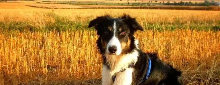 Petra Rathmann - hunde verstehen header
