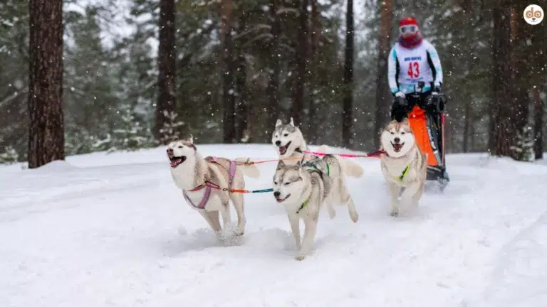 Vier Huskys im Wald bei Schnee betreiben Zugsport mit ihrem Halter