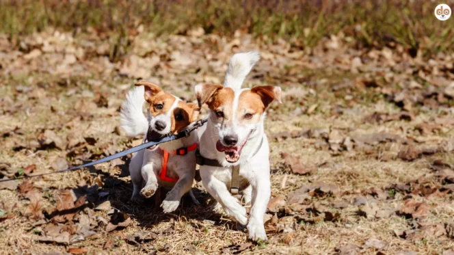 Zwei Jack Russell Terrier rennen im Herbstlaub, einer beisst in die Leine, Übersprungshandlung