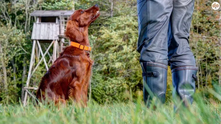 Aufmerksamer Jagdhund