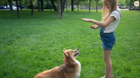 Kind trainiert Hund