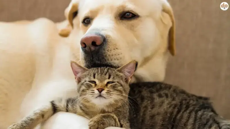 Hund oder Katze? Welches Haustier ist das richtige für dich?