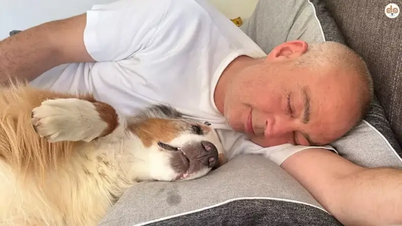 Mit dem Hund im Bett schlafen: Vorteile & Nachteile