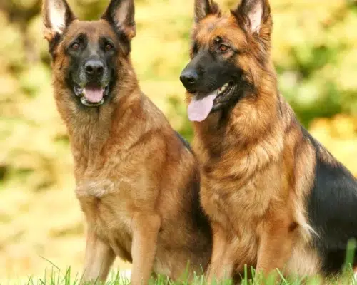 Zwei Rassehunde Deutscher Schäferhund