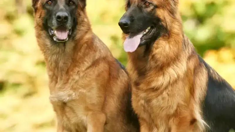 Schäferhund-Keratitis