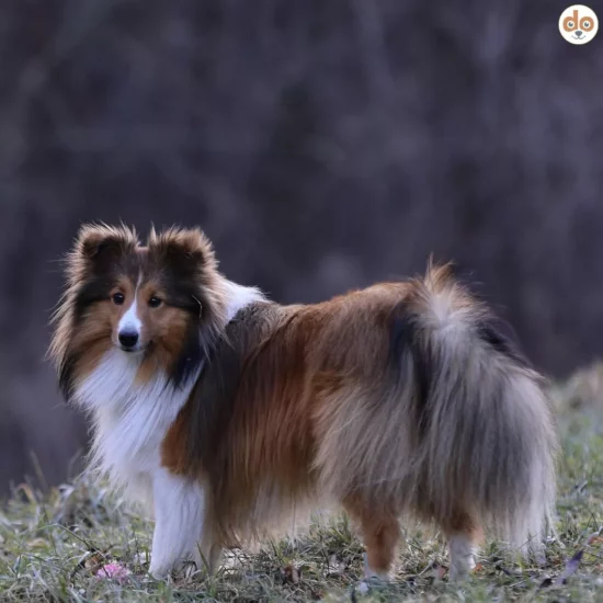 Rassehund Shetland Sheepdog Sheltie