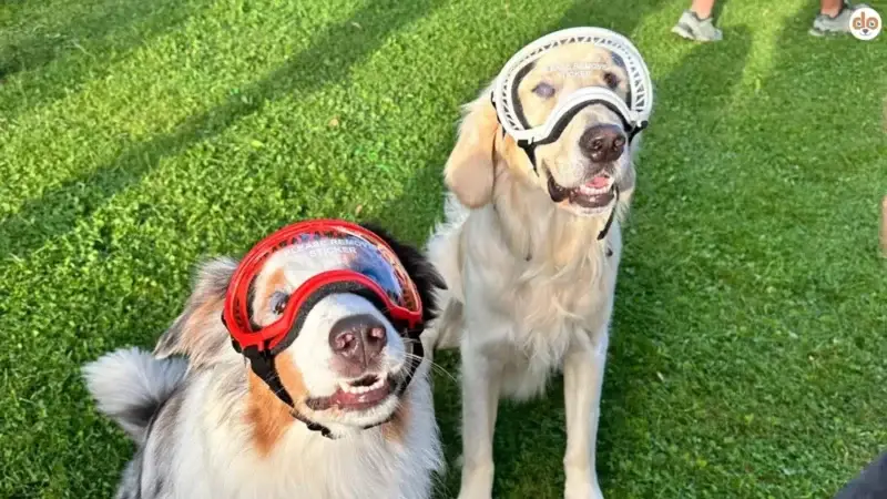 Schutzbrille für Hunde