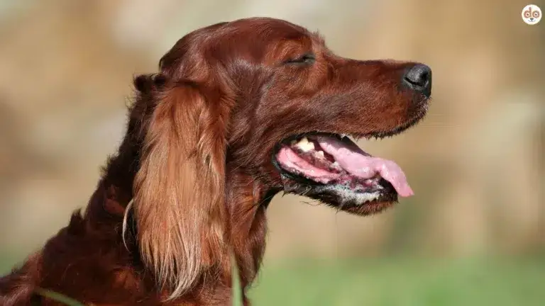 Sabbernder Setter Hund mit heraushängender Zunge