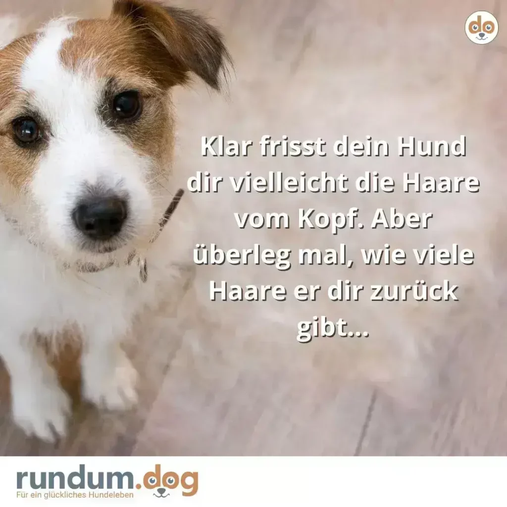 Weiss-brauner Hund schaut direkt in die Kamera mit schienem Blick