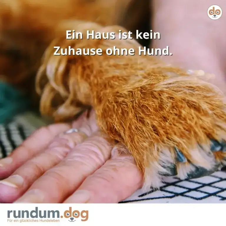 Hund mit rötlich-braunem Fell legt seine Pfote in die Hand eines Menschen