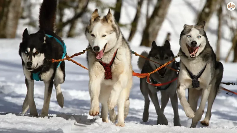 Die richtige Trainingsausrüstung für den Hunde-Zugsport
