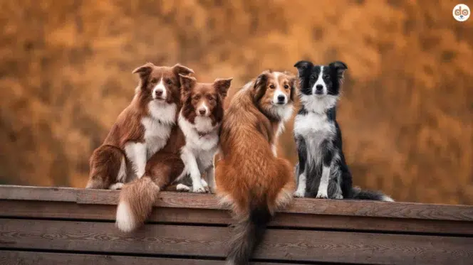 Vier Hunde sitzen auf einem Holzbalken und schauen in die Kamera, Konsequenz in der Hundeerziehung