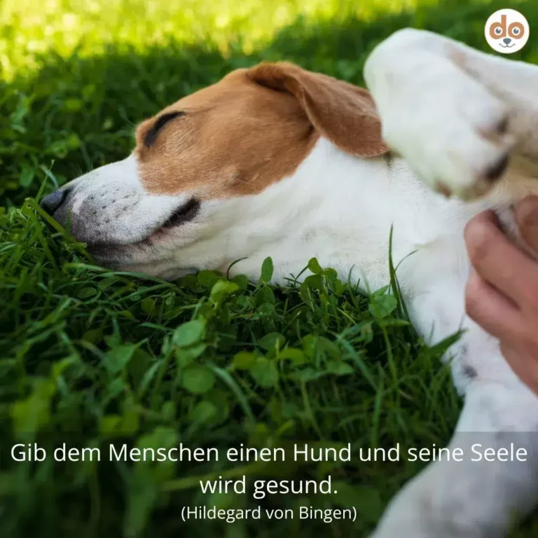 Weiss-brauner Hund liegt entspannt im grünen Gras, wird von einer Hand gestreichelt