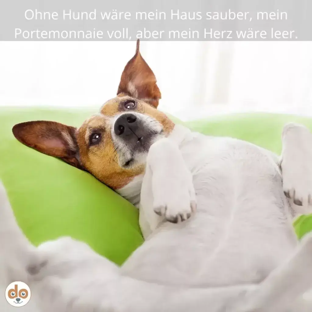 Kleiner braun-weisser Hund liegt in weisser Decke, schaut mit schiefgelegtem Kopf in die Kamera