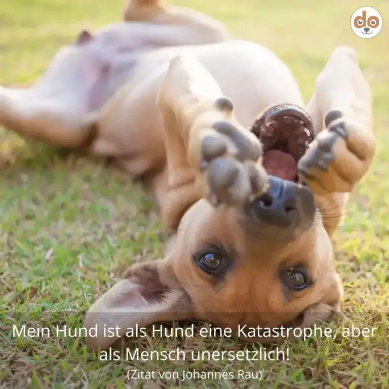 Hund liegt auf dem Rücken auf einer Wiese, schaut direkt in die Kamera und streckt alle vier Pfoten nach oben, im Hintergrund weitere Hunde