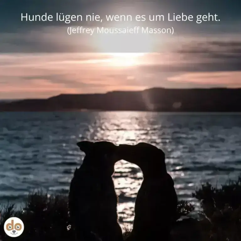 Silhouette zweier Hunde, die sich mit ihren Köpfen berühren, vor Sonnenuntergang über einem See