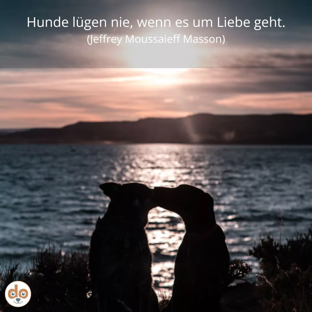 zitat hunde luegen nie liebe