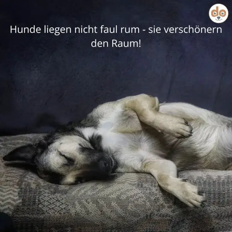Schwarz-weisser Hund liegt entspannt auf grauem Sofa, Augen geschlossen, Pfoten übereinander