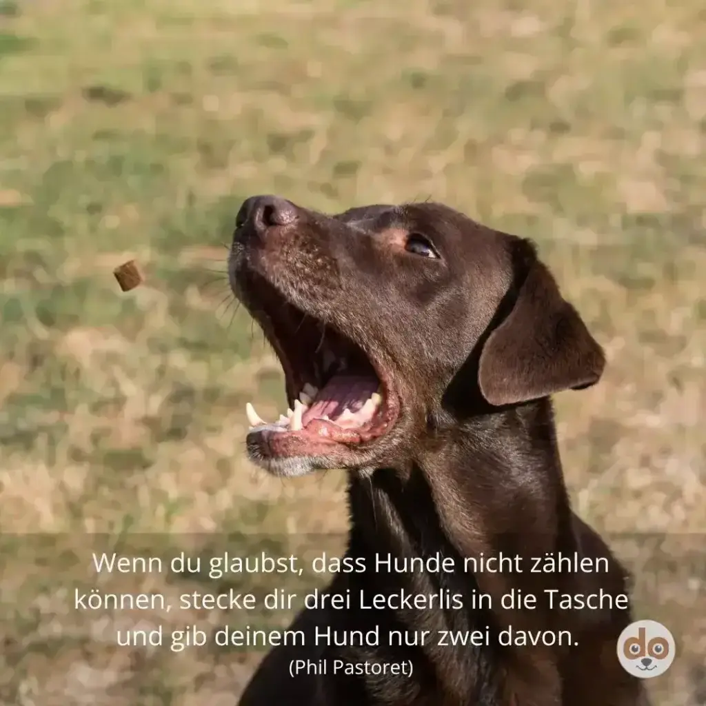 Brauner Labrador schaut nach oben mit offnem Maul, fängt ein Leckerli