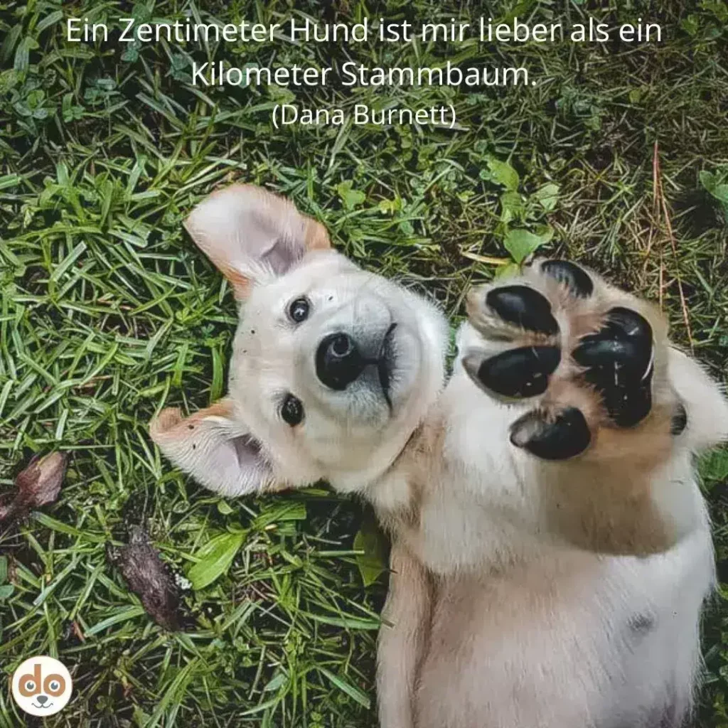 Weisser Hund mit braunen Flecken liegt auf Gras, blickt direkt in die Kamera und zeigt seine schwarzen Pfotenballen