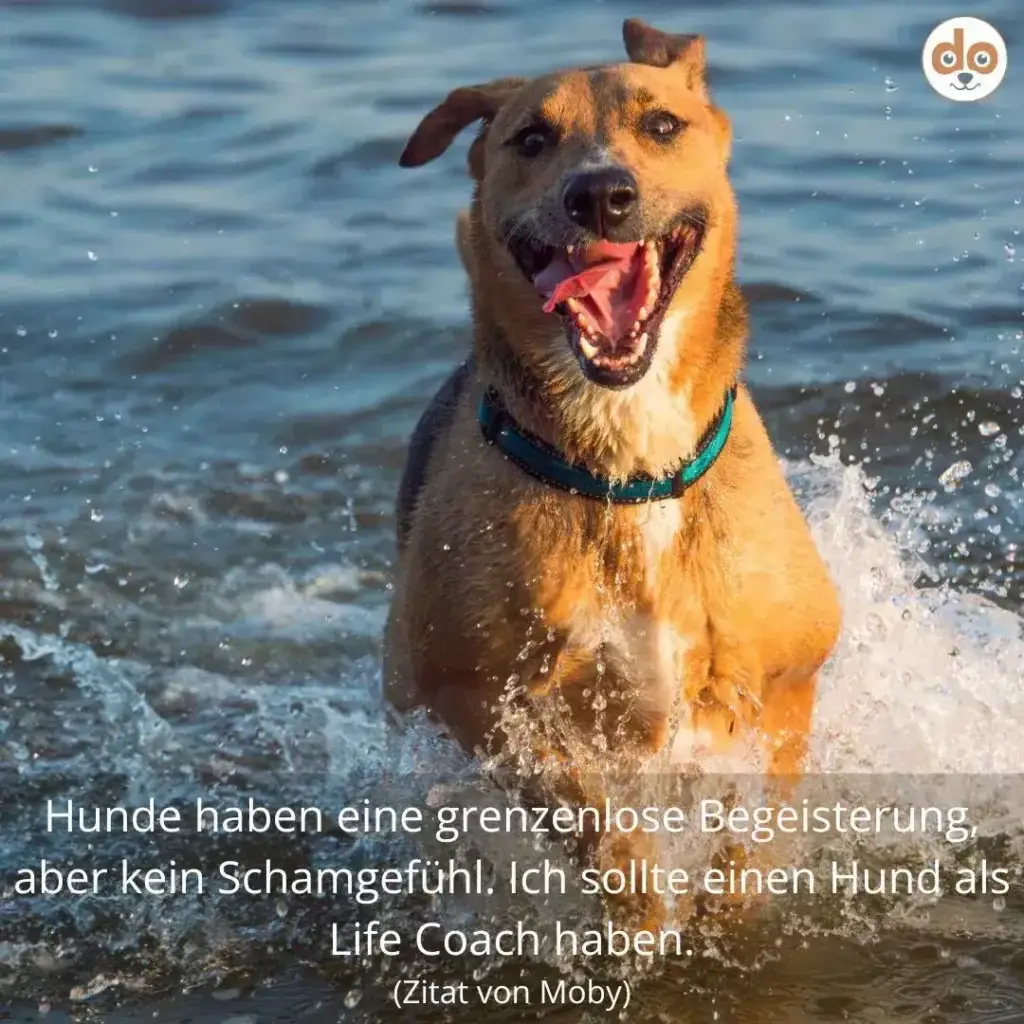 Brauner Hund mit weissem Brustfleck springt freudig durchs Meerwasser, Maul weit offen, grünes Halsband