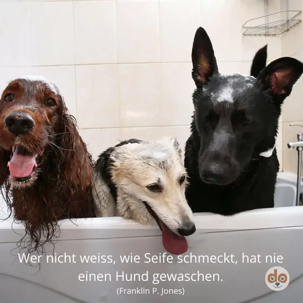 Drei Hunde in einer Badewanne: brauner Spaniel mit Zunge, cremefarbener Windhund und schwarzer Hund mit gespitzten Ohren