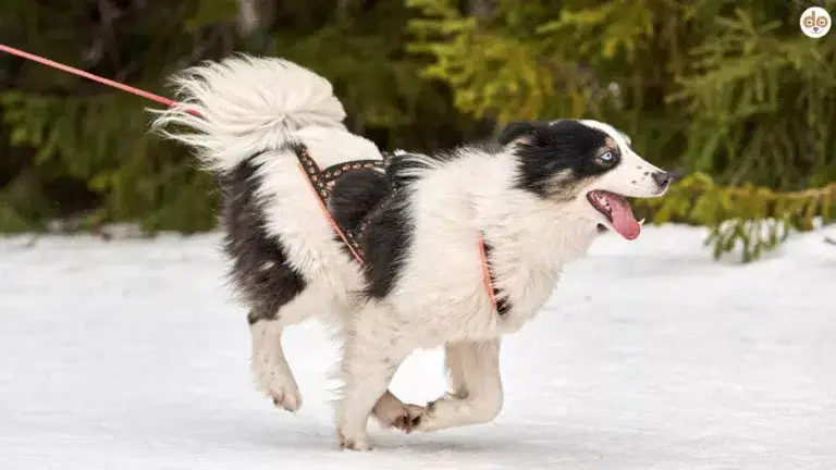 Hund beim Zugsport rennend im Schnee