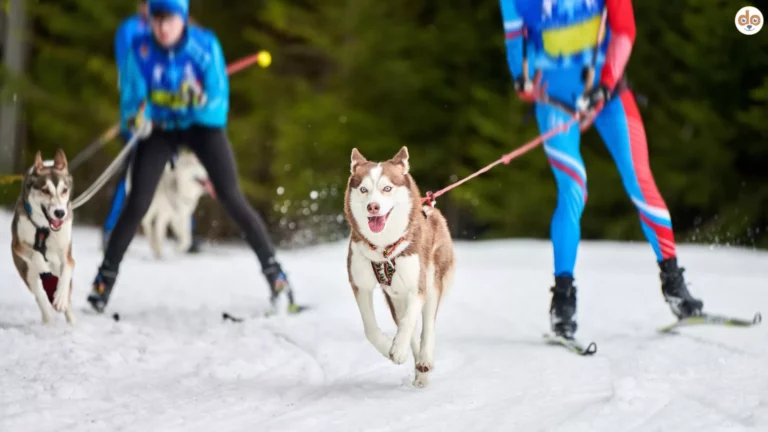 Mehrere Huskys und Skifahrer beim Zugsport Skijöring