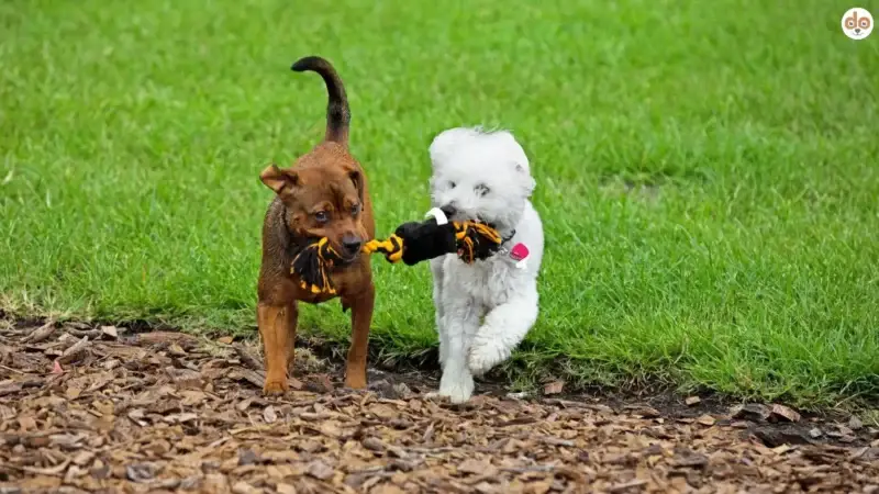 Ressourcen und Ressourcenveteidigung bei Hunden