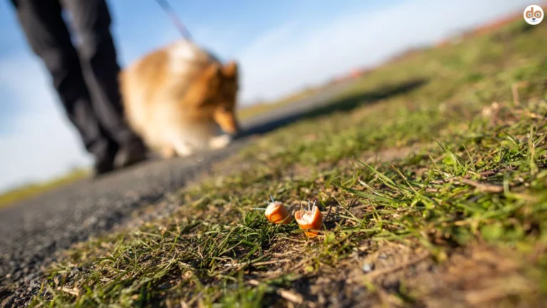 Anti Gift Köder Training