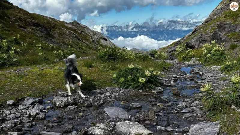 5-Seen-Wanderung am Pizol: Ein Erlebnis in der Schweizer Bergwelt - bergwanderung pizol 1