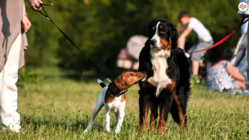 “Der tut nix!” – Wie du mit rücksichtslosem Hundehalter-Verhalten umgehst