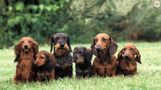 Hundegruppe, Dackel in verschiedenen Felltypen, Rauhaar, Kurzhaar, Langhaar, Glatthaar