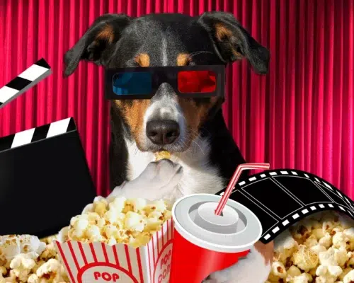 Hund mit 3D-Brille im Kino, Popcorn, Filme mit Hunden
