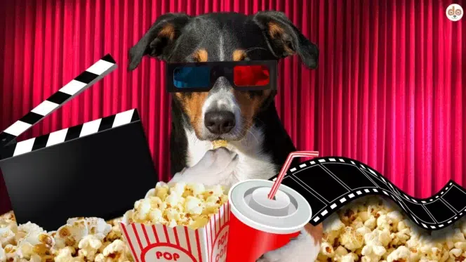 Hund mit 3D-Brille im Kino, Popcorn, Filme mit Hunden