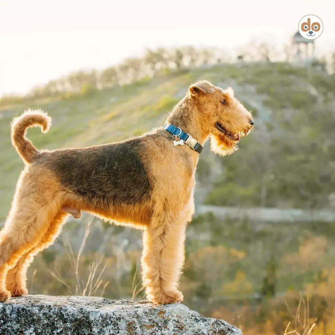 Felltyp Drahthaar Airedale Terrier